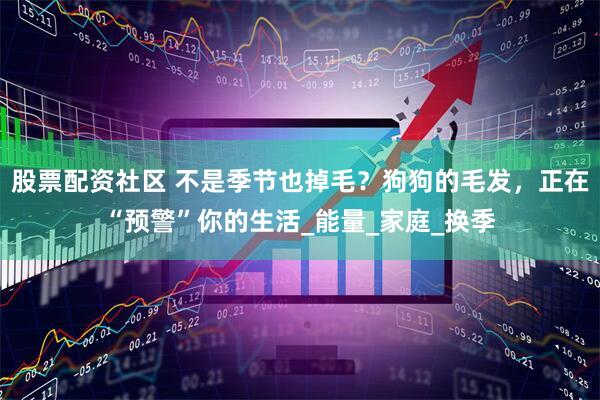 股票配资社区 不是季节也掉毛？狗狗的毛发，正在“预警”你的生活_能量_家庭_换季